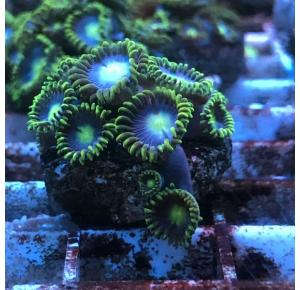 Zoanthus Baby Blue Polipos 