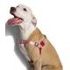 Peitoral para cachorros anti-puxão Blink Zee Dog -P