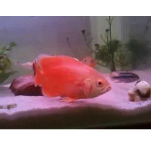 Peixe Oscar Albino Red Rubi Matriz 