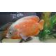 Peixe Oscar Albino Red Rubi Matriz 