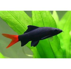 Peixe Labeo Bicolor Pequeno 