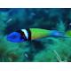 peixe-bluehead-thalassoma