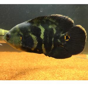 Peixe Red Tigre Matriz