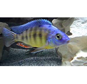 Peixe Protomelas Taiwan Reef