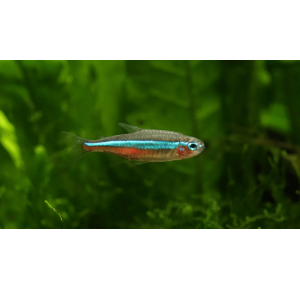 Peixe Tetra NEON 2 A 3 cm