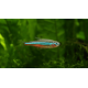 Peixe Tetra NEON 2 A 3 cm